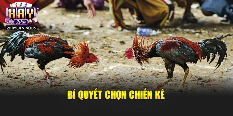 Bí quyết chọn chiến kê