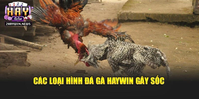 Các loại hình đá gà Haywin gây sốc