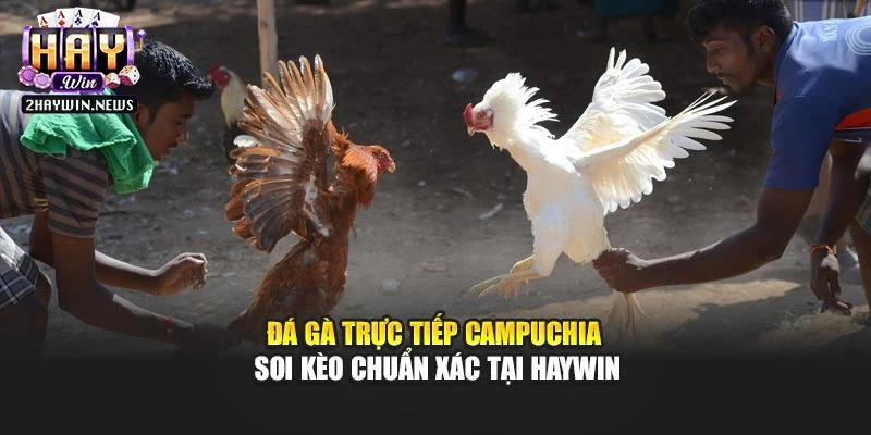 Đá Gà Trực Tiếp Campuchia – Soi Kèo Chuẩn Xác Tại Haywin
