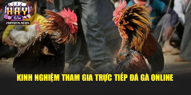 Kinh nghiệm tham gia trực tiếp đá gà online