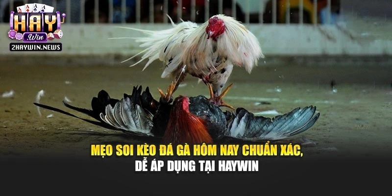 Mẹo Soi Kèo Đá Gà Hôm Nay Chuẩn Xác, Dễ Áp Dụng Tại Haywin