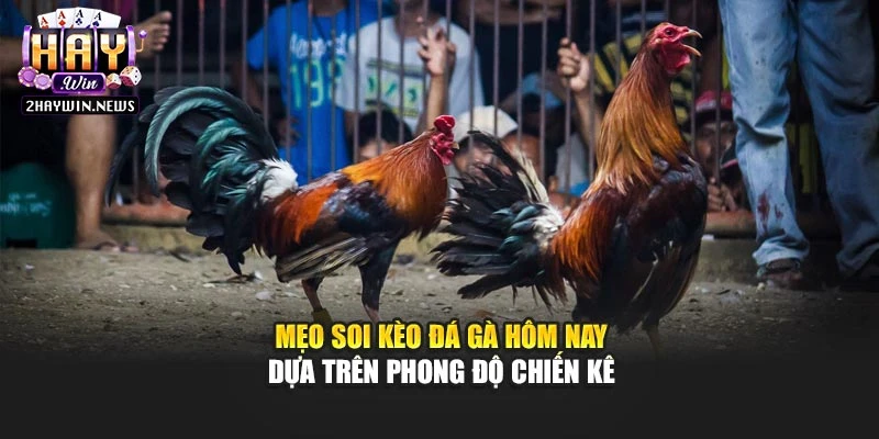 Mẹo soi kèo đá gà hôm nay dựa trên phong độ chiến kê