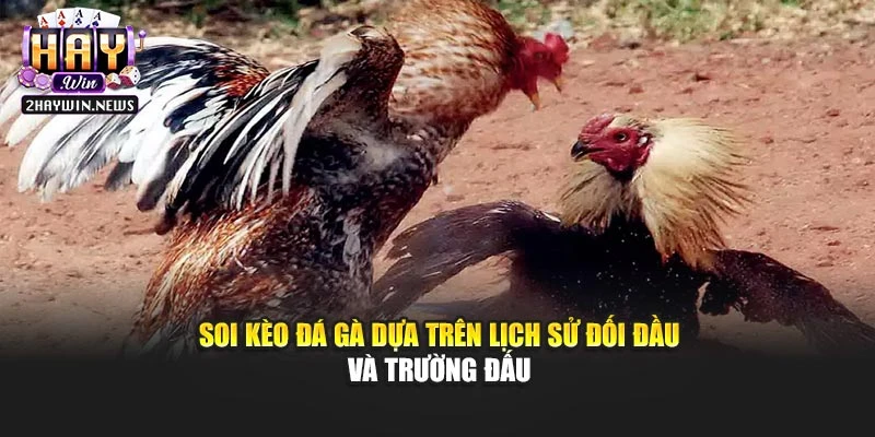 Soi kèo đá gà dựa trên lịch sử đối đầu và trường đấu