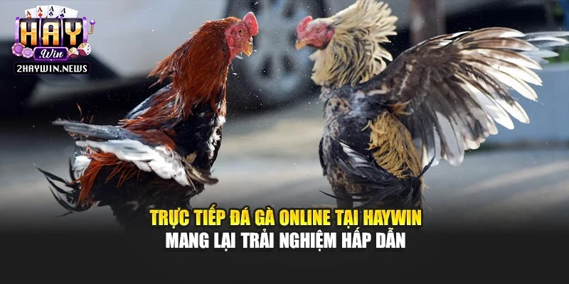 Trực tiếp đá gà online tại Haywin mang lại trải nghiệm hấp dẫn