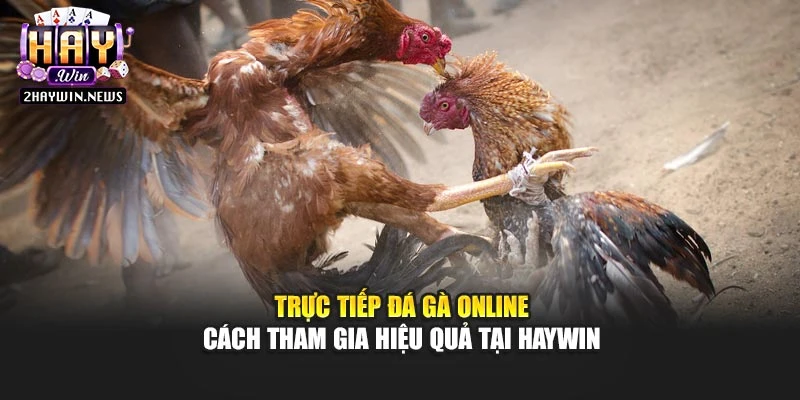 Trực Tiếp Đá Gà Online – Cách Tham Gia Hiệu Quả Tại Haywin