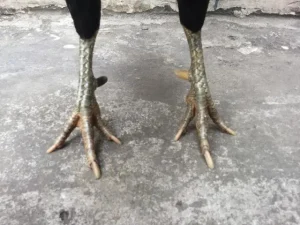 Cách xem vảy gà linh tử